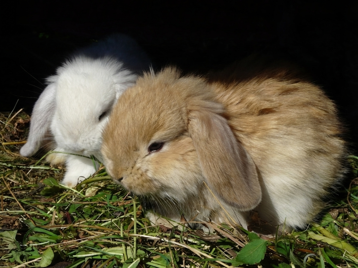 2 bunnies